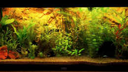 aquarium-von-solo-becken-27706---solos-rio-240_Frontansicht 20.10.2013