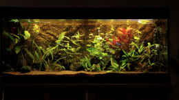 aquarium-von-solo-becken-27706---solos-rio-240_2014-03-19 Frontansicht - Gesamt