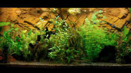 aquarium-von-solo-becken-27706---solos-rio-240_Frontansicht 08.10.2013