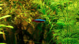 aquarium-von-solo-becken-27706---solos-rio-240_Roter Neon
