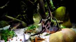 aquarium-von-snooze-new-underwater-world_Leopard-Skalar