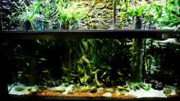 aquarium-von-snooze-new-underwater-world_Chlorophytum comosum und Lucky Bamboo 
