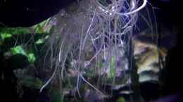 Foto mit Wurzel von Chlorophytum comosum ragen schon ca 7 cm ins Becken