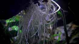 Foto mit Wurzeln von Chlorophytum comosum wachsen ins Becken