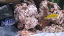 aquarium-von-udos---malawi-raumteiler-becken-27746_Lombardoi & Yellow