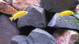 aquarium-von-udos---malawi-raumteiler-becken-27746_Yellows