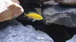 aquarium-von-udos---malawi-raumteiler-becken-27746_Yellow