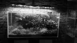 aquarium-von-el-hein-biotoop_black and white