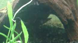 Aquarium einrichten mit Versteck sich noch der Zwergkrallenfrosch
