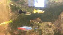 aquarium-von-jan-h--becken-27772_2 Weibliche Guppys  und ein Neon