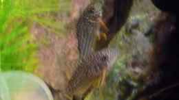aquarium-von-jan-h--becken-27772_3 Orangeflossen Panzerwelse (Corydoras sterbai)