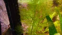 Aquarium einrichten mit Neue Pflanze eingehangen in einem Saugnapf : Cabomba
