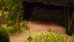 aquarium-von-jan-h--becken-27772_Corydoras sterbai unterwegs zu seinem lieblingsplatz