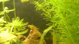 aquarium-von-vanessa-hansen-112-liter-suedamerika_1 Meiner Kakadu Weibchen mit 1 Woche freischwimmender Brut