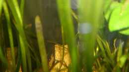 aquarium-von-vanessa-hansen-112-liter-suedamerika_Gelege von Weibchen Nr 2. (Sie ist auf dem Bild nicht zu seh