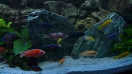 aquarium-von-chrisly-chrisly-on-malawi_