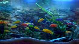 aquarium-von-chrisly-chrisly-on-malawi_