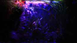 aquarium-von-gg-phoenix_2016-02-21_??bergang zu Mondlicht