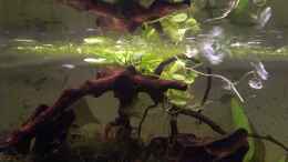 aquarium-von-jan-h--becken-27803_Moorkienwurzel mit Brasilianischer Wassernabel