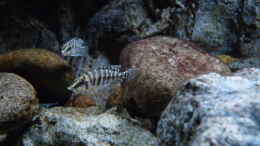 aquarium-von-steffen-s--240er-tanganjika_A. calvus black pectoral, Jungtiere