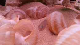 aquarium-von-daniel-kastner-tanganjika-sandy-stones-nur-noch-beispiel_Neolamprologus Multifasciatus