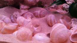 aquarium-von-daniel-kastner-tanganjika-sandy-stones-nur-noch-beispiel_Hier sieht man das erste Revier eines Männchens