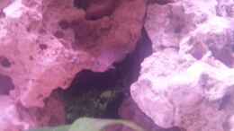 aquarium-von-daniel-kastner-tanganjika-sandy-stones-nur-noch-beispiel_Vor dem Stein ist er kaum zu erkennen