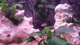 aquarium-von-daniel-kastner-tanganjika-sandy-stones-nur-noch-beispiel_Im Hintergrund befindet sich ein weiteres Revier unter der A