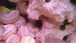 aquarium-von-daniel-kastner-tanganjika-sandy-stones-nur-noch-beispiel_Es entstehtn viele Rückzugshöhlen und Spalten