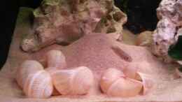 aquarium-von-daniel-kastner-tanganjika-sandy-stones-nur-noch-beispiel_Hier befindet sich ein weiteres Revier
