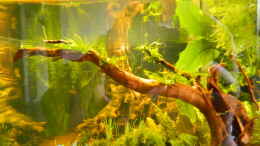 aquarium-von-nick3-froschparadies-nur-noch-beispiel_