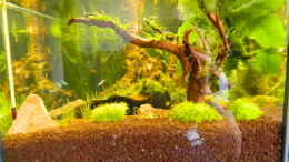 aquarium-von-nick3-froschparadies-nur-noch-beispiel_