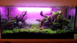 aquarium-von-martin-lange-eierlegende-wollmilchsau_Sonnenaufgang in violett... ;-)
