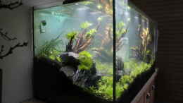aquarium-von-martin-lange-eierlegende-wollmilchsau_Sichtseite vom Sofa :-)