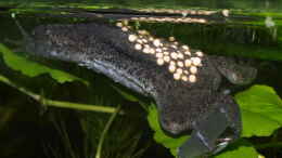 aquarium-von-jr-klein-suedamerika--mit-kroeten-_Weibchen mit frischem Laich