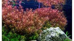 Aquarium einrichten mit Rotala rotundifolia (Rotala indicia)