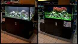aquarium-von-goreslayer-koelle-zoo_Einrichtung mit Monatsupdate - Oliver Knott