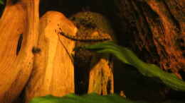 aquarium-von-jan-s--amazonas-nebenfluss-aufgeloest_Afrikanischer Bodensalmler (Nannocharax fasciatus)