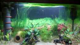 Aquarium einrichten mit 27.01.21 neue Vallisneria eingepflanzt