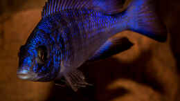 aquarium-von-ajakandi-sandstorm-mdoka-aufgeloest-_Placidochromis phenochilus mdoka [white lips]