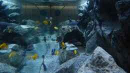 aquarium-von-christoph-mueller-malawi-450_