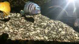 Aquarium einrichten mit Pseudotropheus Saulosi Männchen mit Weibchen