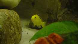 aquarium-von-claudio-zeitler-becken-2803_Labidochromis caeruleus 