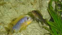 Aquarium einrichten mit Labidochromis Hongi M / W