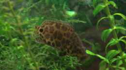 aquarium-von-der-buschfisch-leopard-buschfisch-becken_leo
