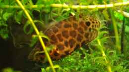 aquarium-von-der-buschfisch-leopard-buschfisch-becken_Nicht der größte aber der schönste