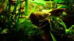 aquarium-von-der-buschfisch-leopard-buschfisch-becken_Fadis mit leo