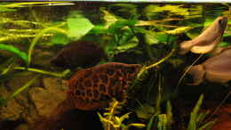 aquarium-von-der-buschfisch-leopard-buschfisch-becken_