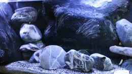 aquarium-von-ajakandi-dark-stone-mbuna-aufgeloest-_einige Gesamtansichten DarkStoneMbuna