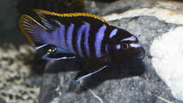 Aquarium einrichten mit Labidochromis sp. mbamba